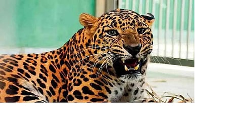 Leopard