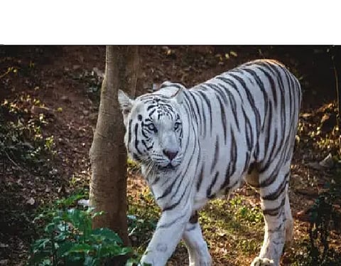 White tigress Sneha dies at Nandankanan Zoo in Odisha
