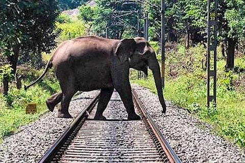 Elephant deaths railway