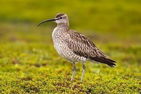 whimbrel