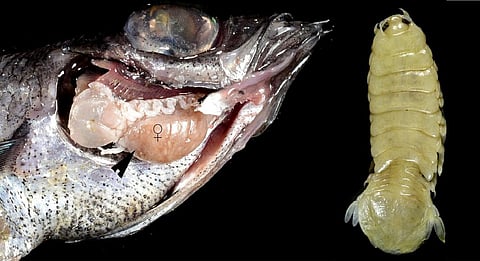 "Batillipes Chandrayani"