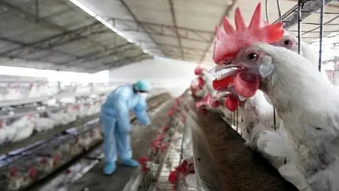 Bird flu confirmed as cause of death for crows in Latur; authorities take preventive measures