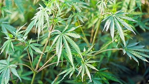 Nepal to legalise marijuana cultivation for medicinal purposes