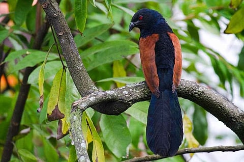 Bird - Thane's Yeoor hills