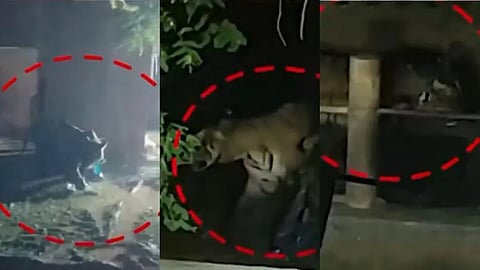 The tiger that landed in Kenichira was trapped.
