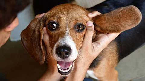 Hearrt surgery of the Dog
