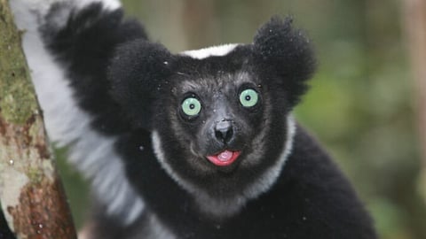 Complete list of faunal species in India to be unveiled by ZSI on June 29