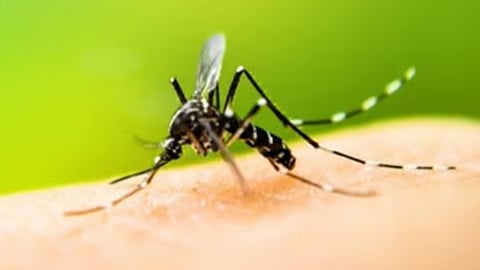 Malaria outbreak hits Ponnani; health officials sound alert
