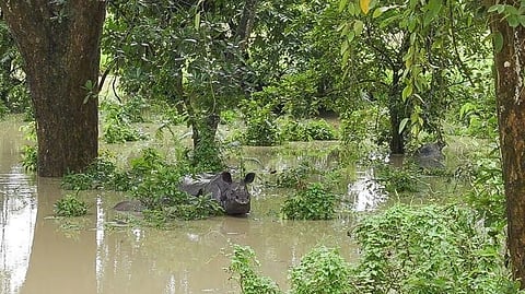 Assam flood: 17 animals drown, 72 rescued in Kaziranga National Park