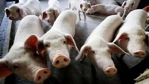 Outbreak of African Swine Fever in Arunachal's West Siang