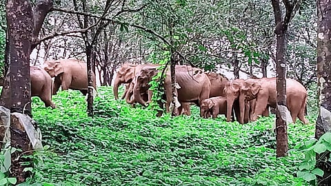 Fear of elephant attacks in villages close to Kerala forests