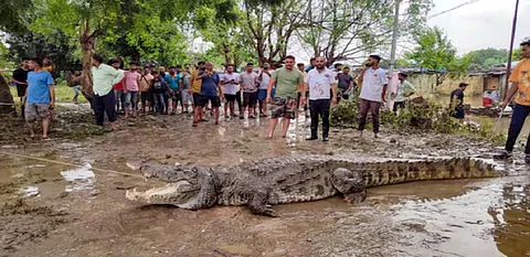 Gujarat rains: 24 crocodiles rescued from Vadodara's residential areas between Aug 27-29