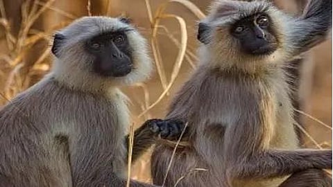 Female gray langurs (Hanuman langurs)