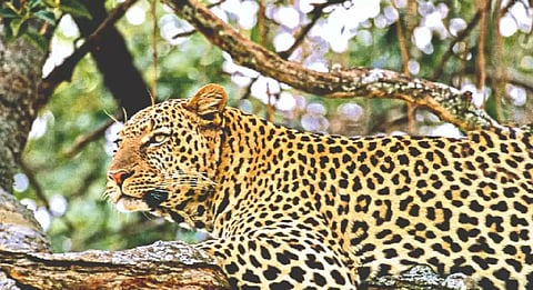 Leopard kills minor girl in Pune; locals seek protection