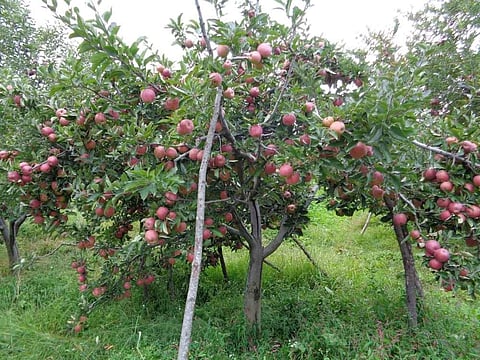 Apple