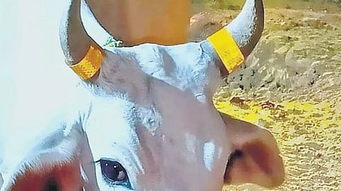 UP govt orders placing fluorescent strips on stray cattle to avoid accidents