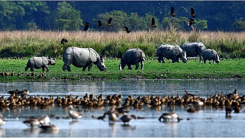 Pobitora Wildlife Sanctuary, Assam