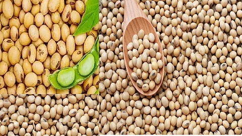 Soyabean