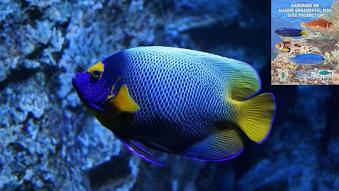 Ornamental fish breeding