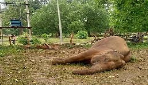 Elephant falls into septic tank in Kerala's Thrissur