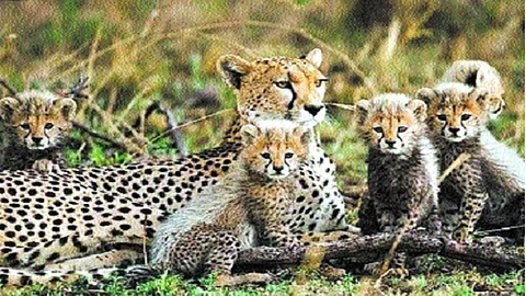 Cheetah from Kenya
