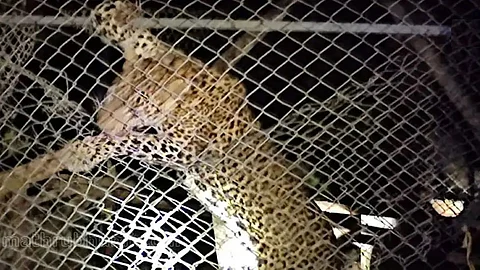 Leopard trapped in cage in Koodaranji, Kozhikode
