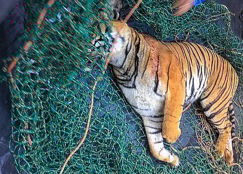 The carcass of a 'man-eater' tiger that killed a woman when she had gone to collect coffee beans in a forest-fringed estate two days ago, after it was found dead, in Kerala's high-range district of Wayanad, Monday, Jan. 27, 2025.