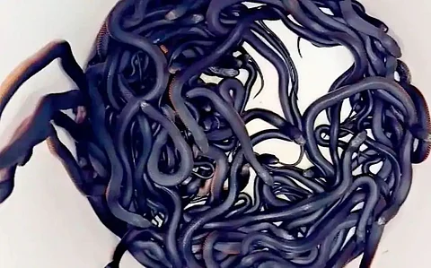 More than 100 venomous red-bellied black snakes were removed from a pile of mulch in his Sydney backyard.
