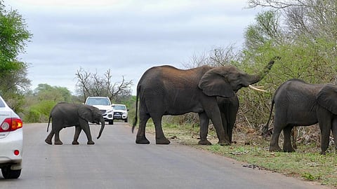 Human-animal conflict