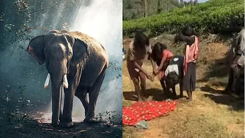 Wild elephant fury: A youth Balakrishnan, from Attamala, Wayanad died of its attack