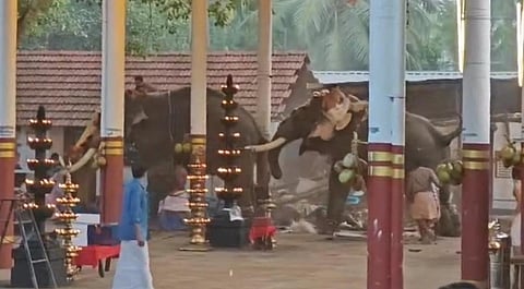 The Kerala High Court on Friday sought a report from the state government regarding the incident of two elephants running amok during a temple festival in Kozhikode district the previous day.