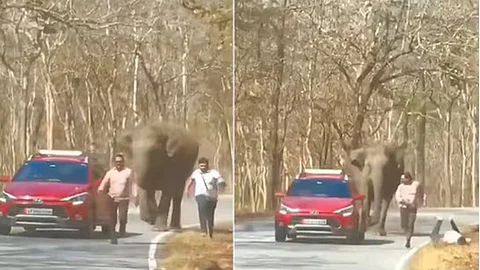 Tourists escape from wild elephant attack in Munnar