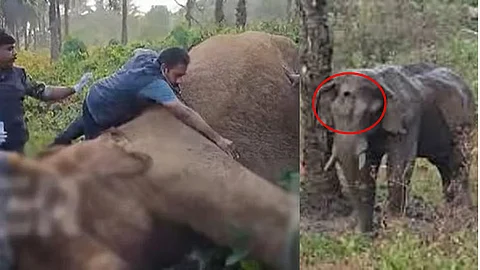 The injured wild elephant in Athirappallly forest.