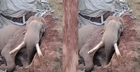 An over 40-years-old wild elephant was found dead on Thursday morning in an unused septic tank near the Karulai forest area in this north Kerala district.