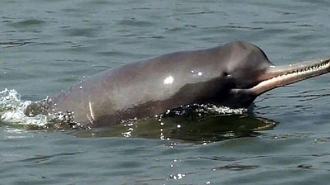 The first population estimation of riverine dolphins in India has revealed the presence of 6,324 dolphins in the Ganga, Brahmaputra and Indus River systems, according to a government report published on Monday.