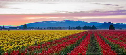 Preparations are in full swing at Asia's largest Tulip Garden, nestled between Dal Lake and Zabarwan Hills, ahead of its annual opening later this month, officials said on Thursday.