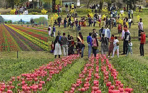 Asia's largest tulip garden in Srinagar opens for public