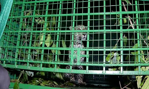 A leopard was found trapped in a cage set in a private rubber plantation in Kolathur in this northernmost district of Kerala on Wednesday.