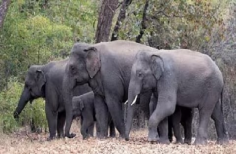 344 people in Kerala died between 2021 and 2025 due to human-animal conflict: Yadav