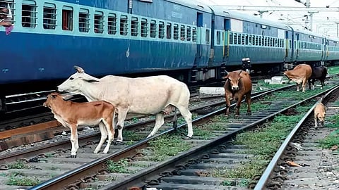 A herd of 13 cows were run over by a speeding train
