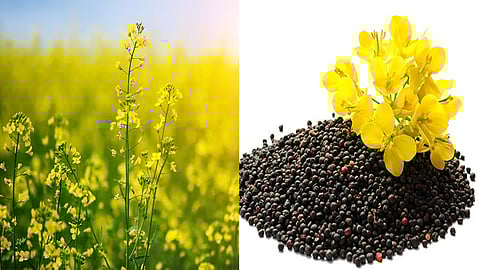 India may become a key supplier of rapeseed meal to China