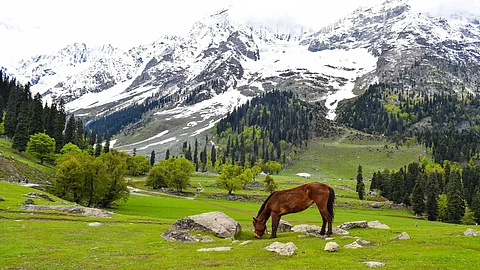 Avoiding horse ride at Pahalgam saved our lives