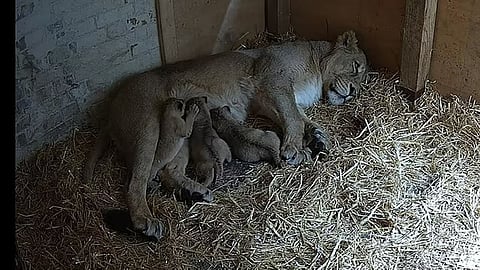 Lioness Mahagauri gave birth to four cubs