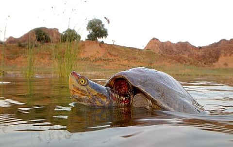 Red-Crowned Roofed Turtle
