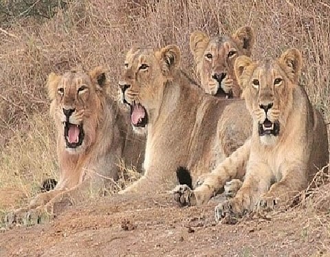 Lion population in Gujarat goes up from 674 to 891 in 5 years;