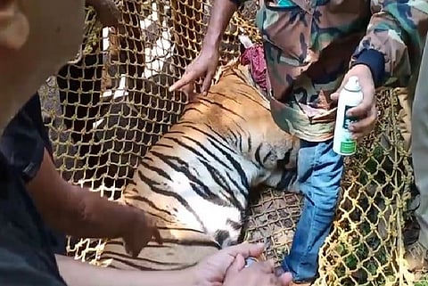 Tiger, dog trapped in pit near Kerala-TN border, rescue underway