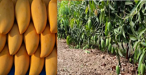 'Kesar' mango