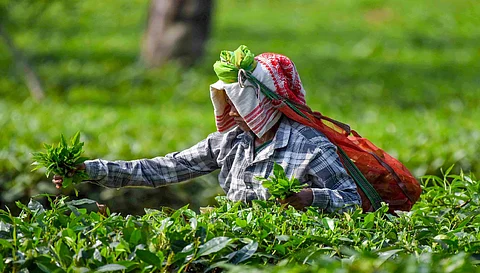 Tea leaves harvests