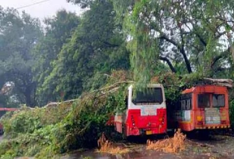 Heavy rains in Palghar: Houses damaged, tree branch falls on two empty buses