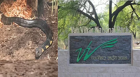King Cobra dies at Van Vihar National Park in Bhopal
